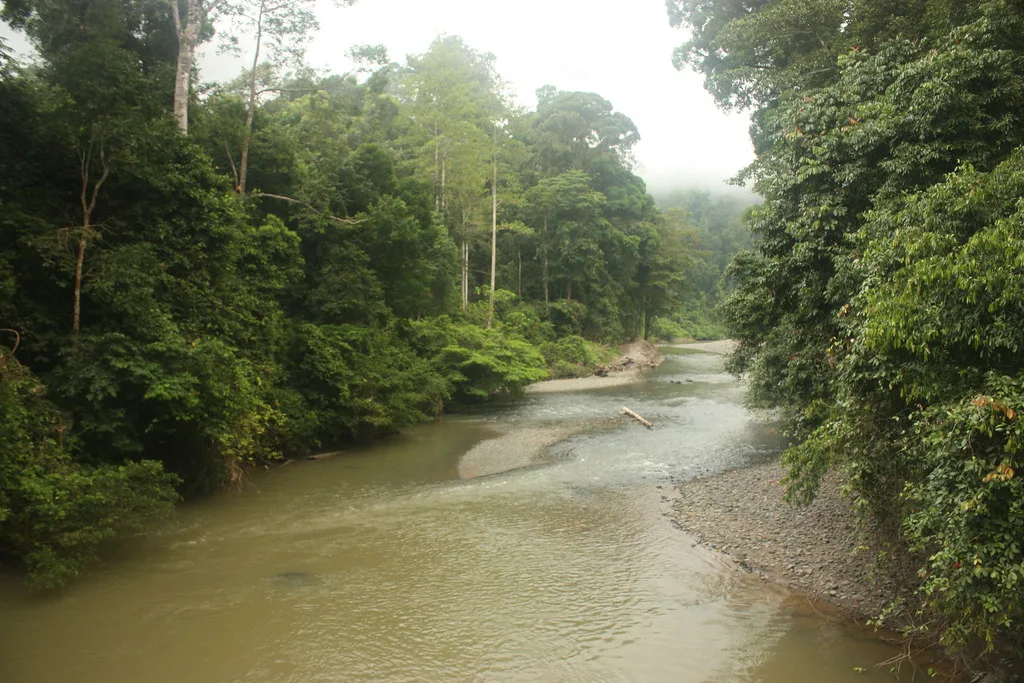 Danum River, Borneo