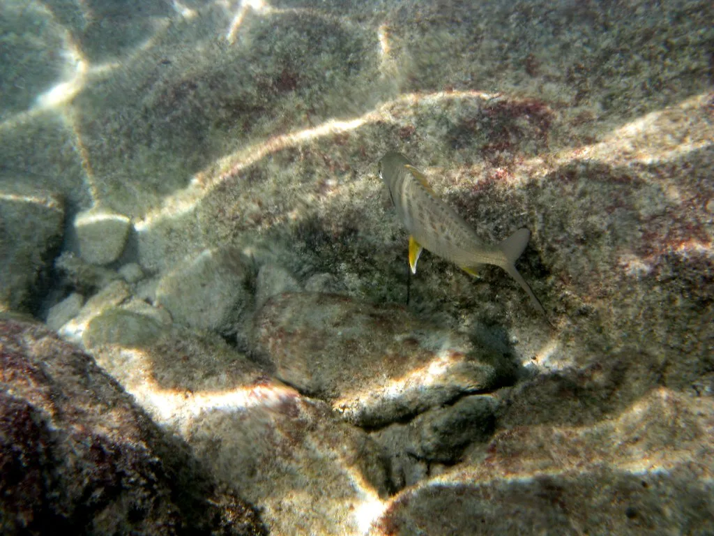 Snorkel, Playa del Carmen