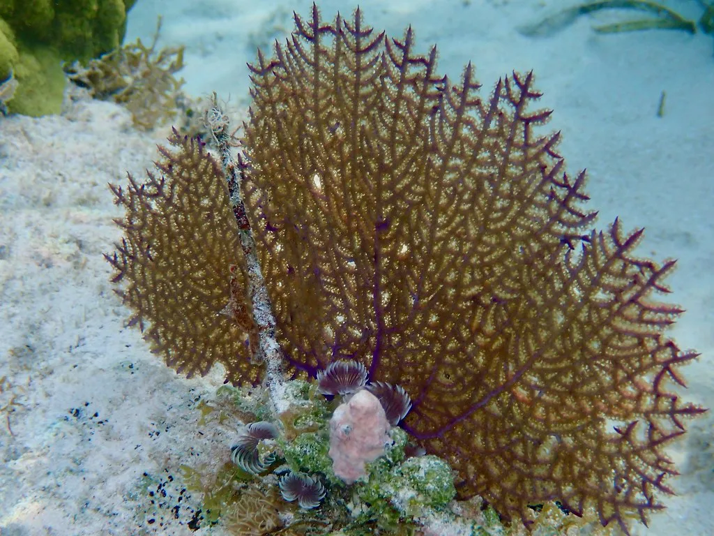 Sea fan, Bahamas