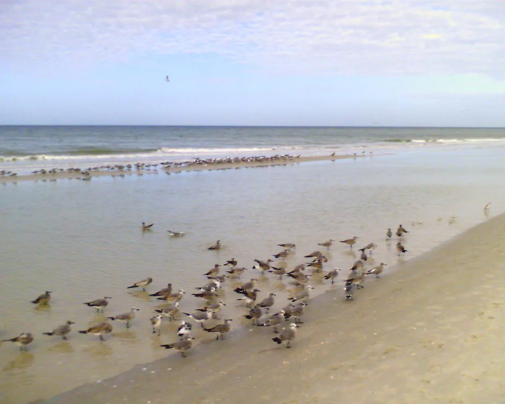 Birds on the beach in Naples