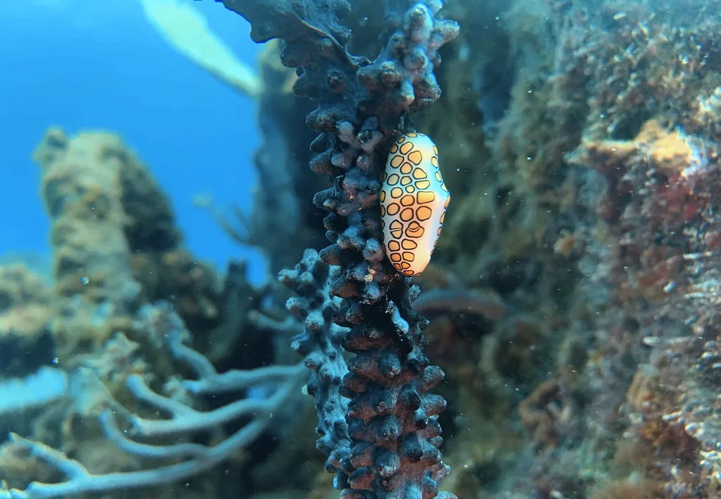 Cyphoma gibbosum (flamingo tongue snail) (St. Thomas, Virgin Islands)