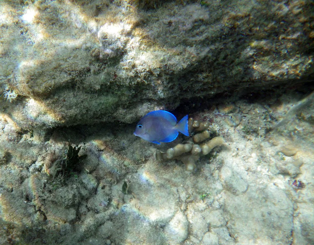 Snorkeling In Secret Harbour, St Thomas