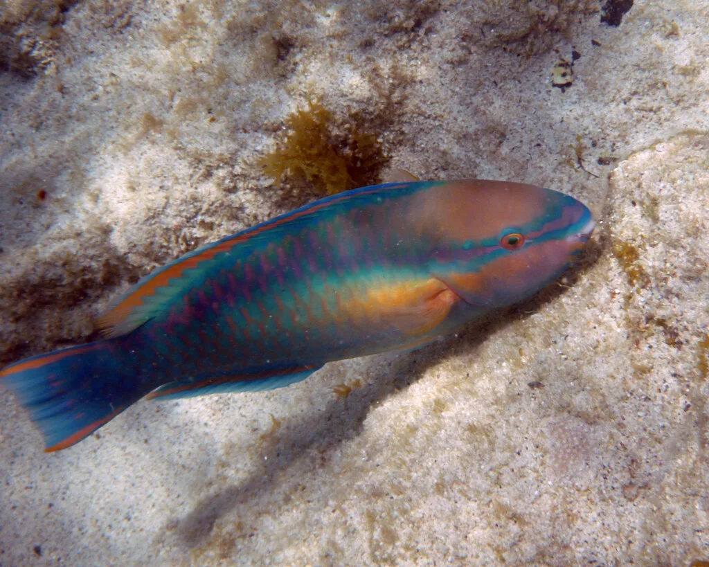 St Thomas Coki Beach