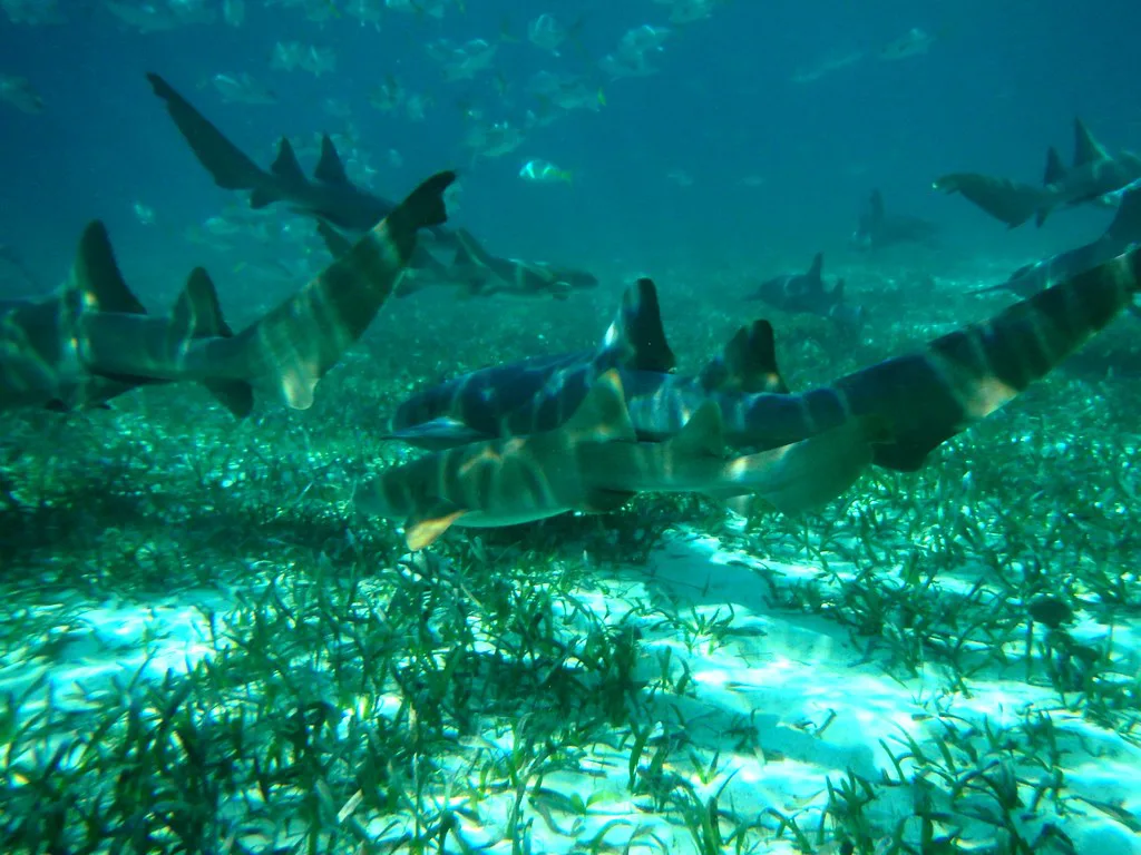 True to its name....snorkeling at Shark Ray Alley, Belize