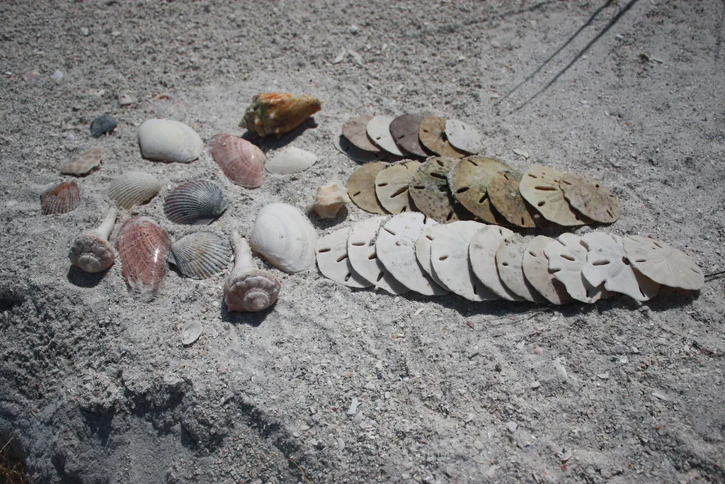 Shells and sand dollars on Shell Key, Florida, St. Petersburg