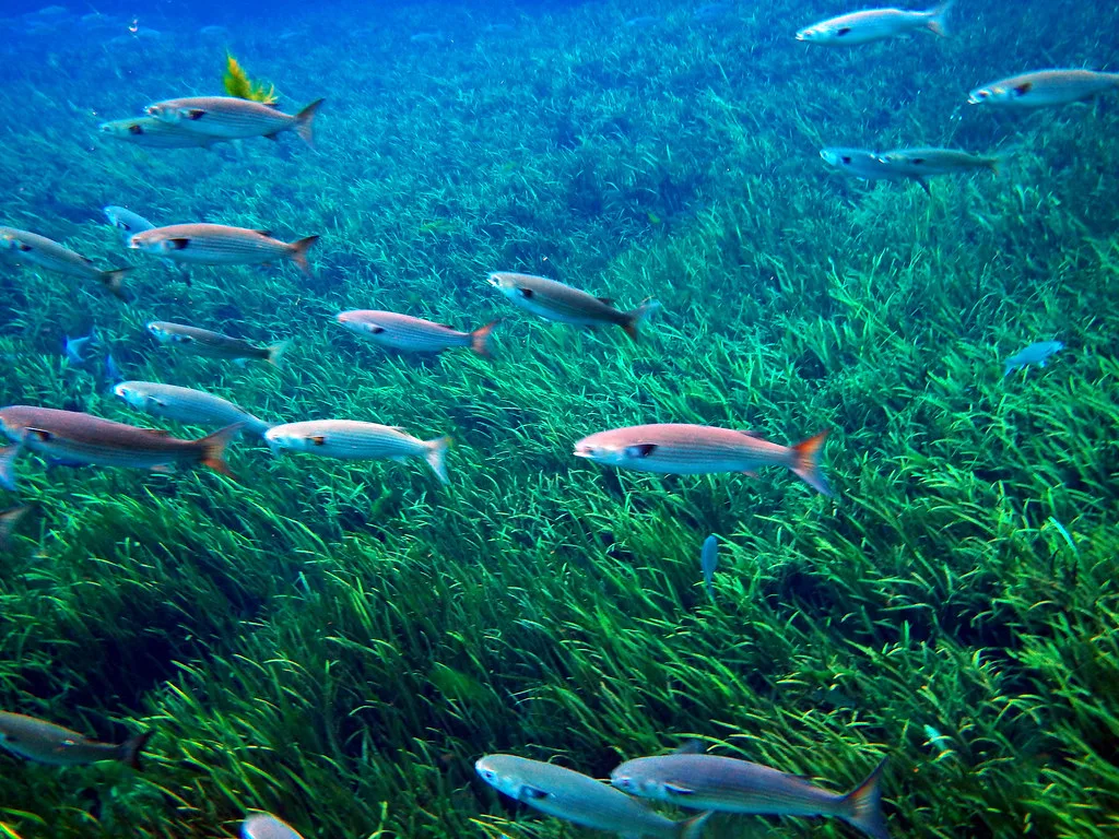 Mullet over eelgrass at Silver Springs, Florida