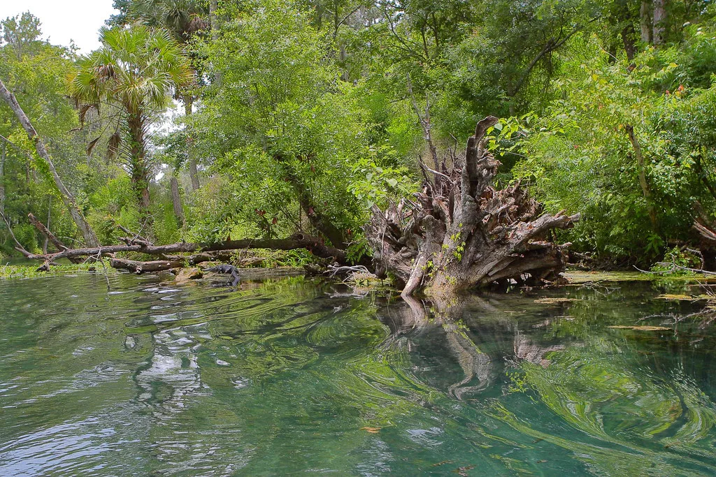 Clear spring-fed river at Silver Springs State Park, Florida