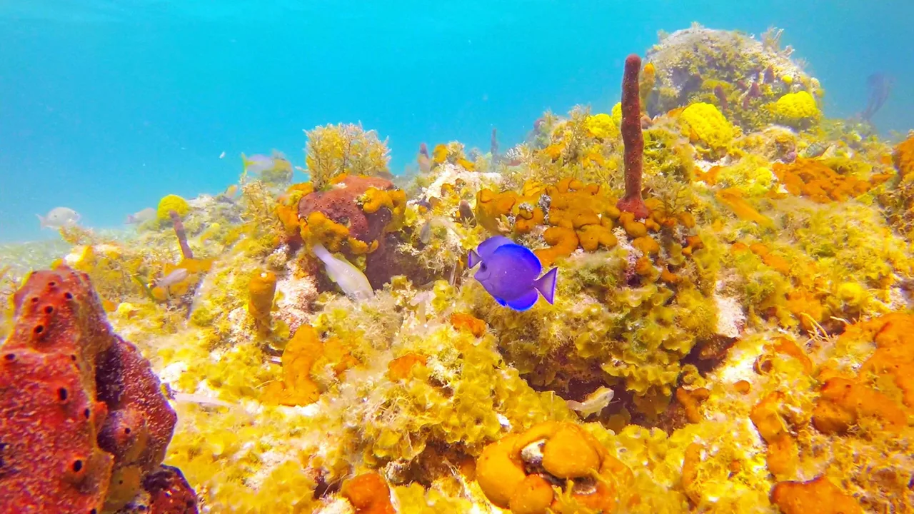Snorkeling Smith's Reef, Providenciales, Turks & Caicos, Turks and Caicos