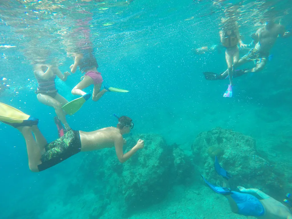 Snorkelers in fins diving down