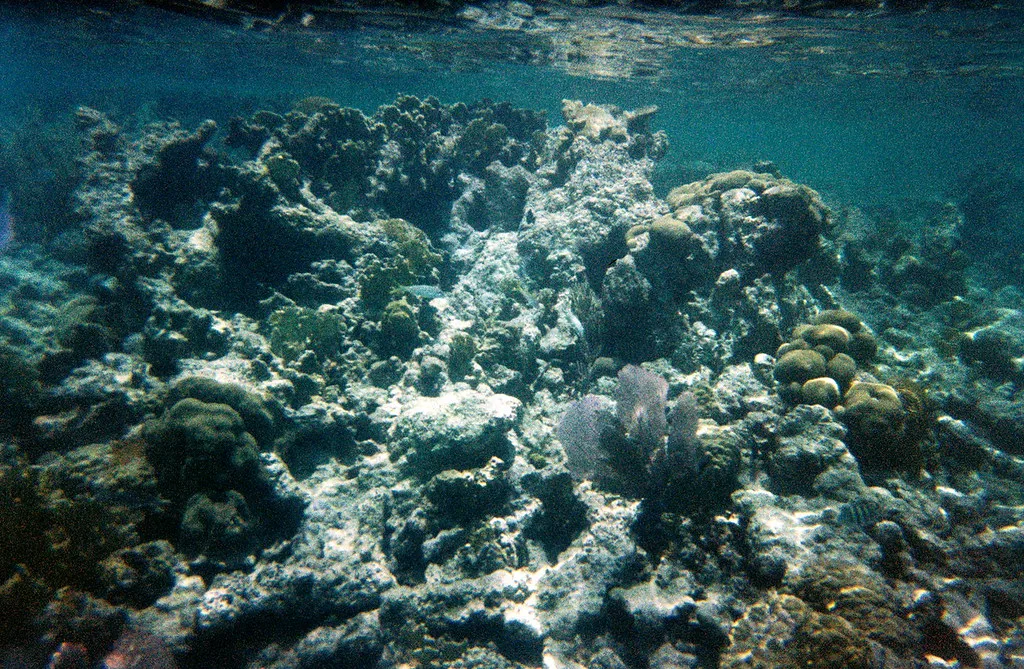 Shallow reef seen through a snorkel mask