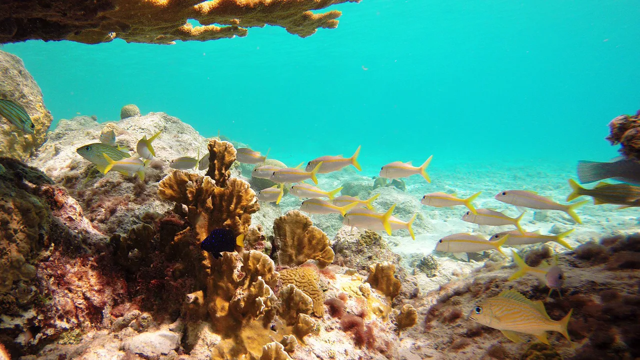 Snorkeling Bari Reef, Bonaire
