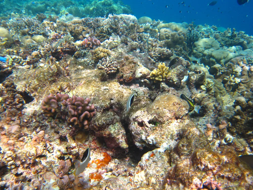 Shallow coral reef in clear water