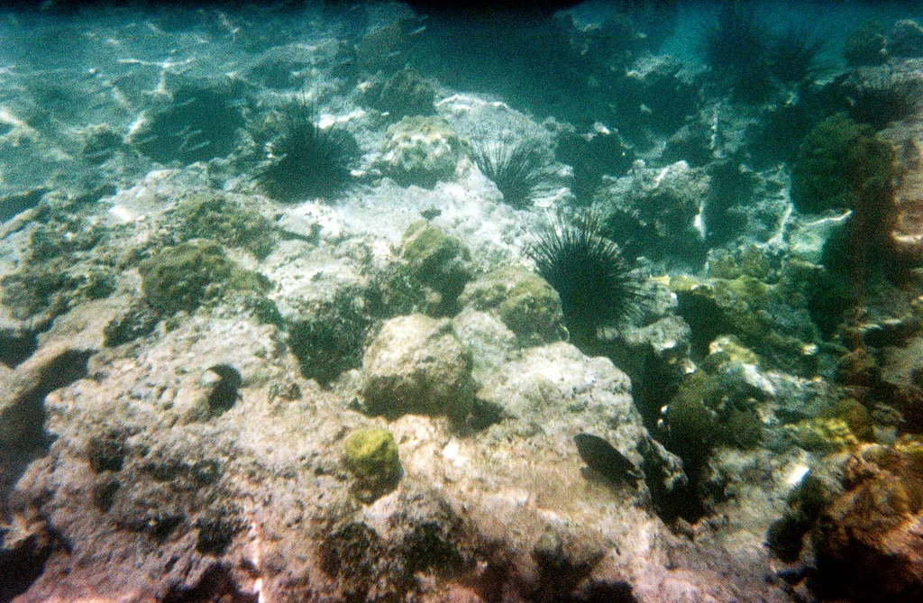 Sunlit reef in shallow water