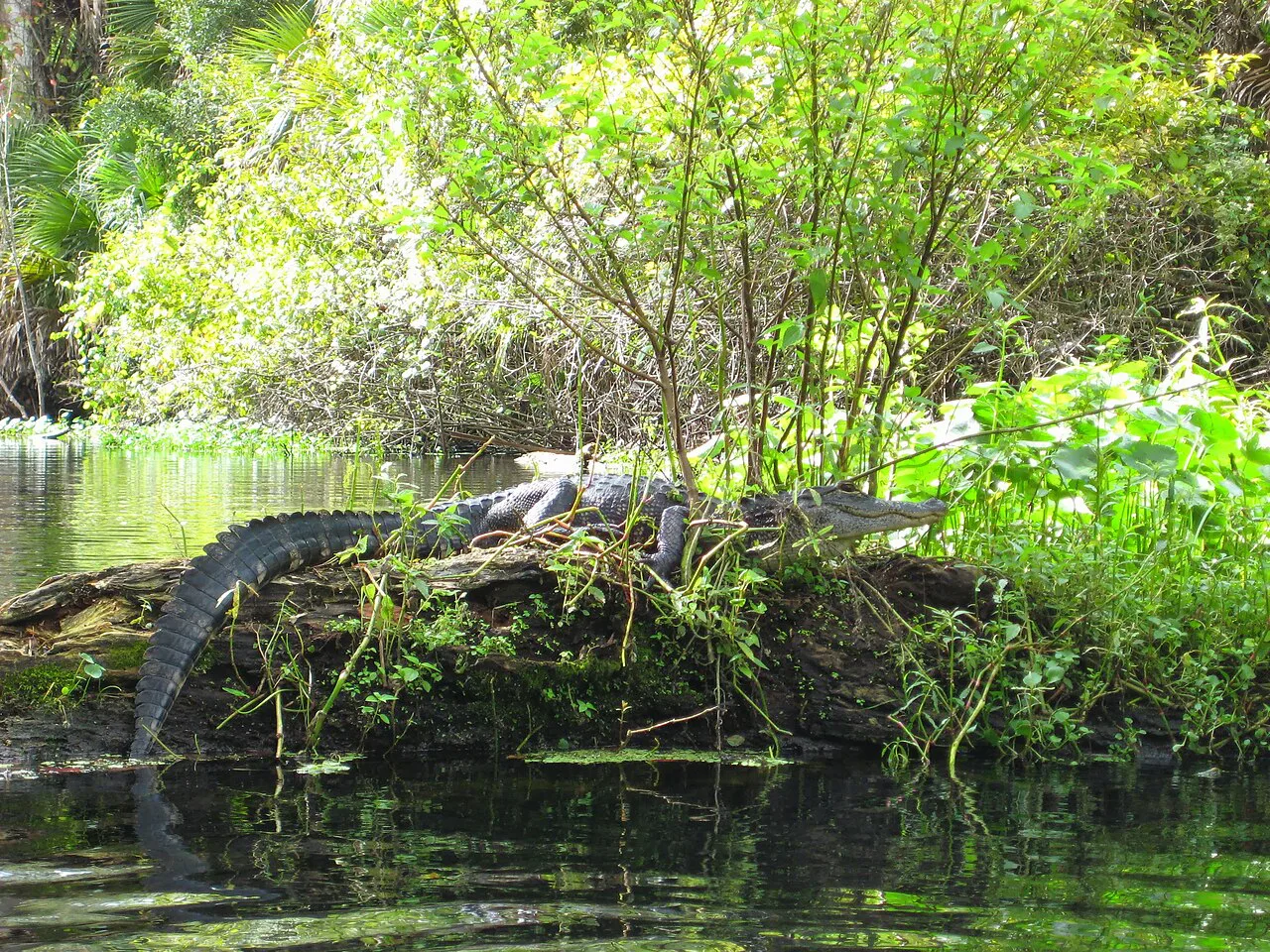 American alligator at Wekiwa Springs State Park, Florida