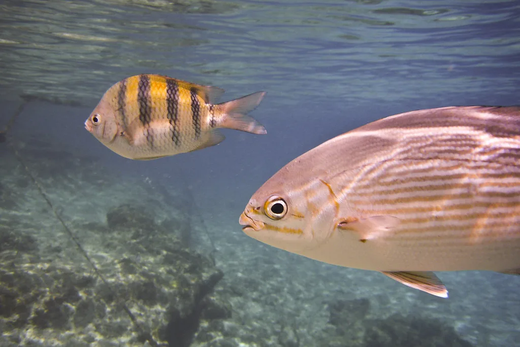 Snorkeling - Cozumel