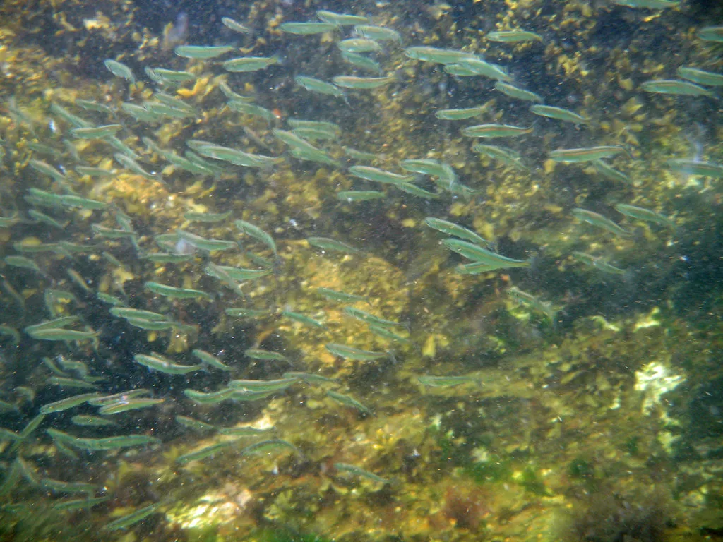 Snorkeling in Ketchikan, Alaska