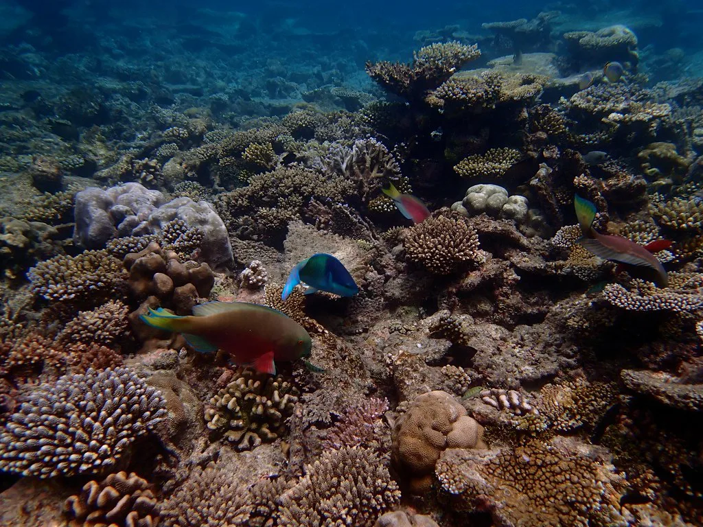Colorful coral reef in calm water