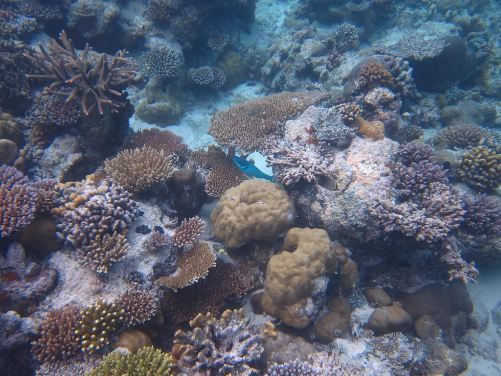 Coral reef and reef fish in clear water