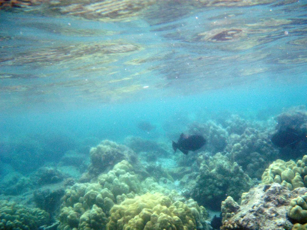Shallow reef in turquoise water