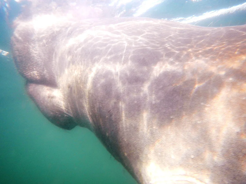 Snorkeling Crystal River With Manatees, Florida