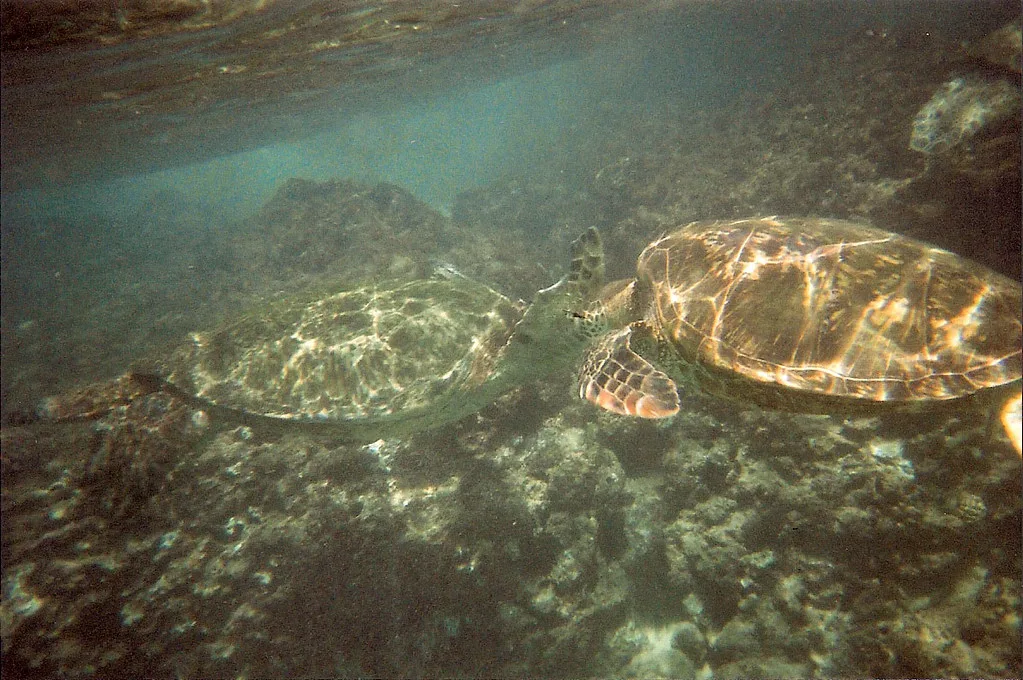 Two green sea turtles over the reef