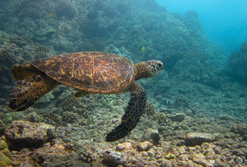 Swimming with turtles