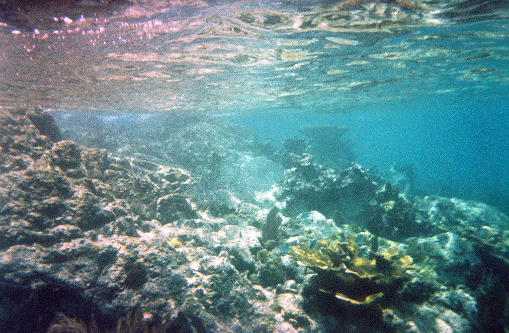 Shallow reef seen from the surface