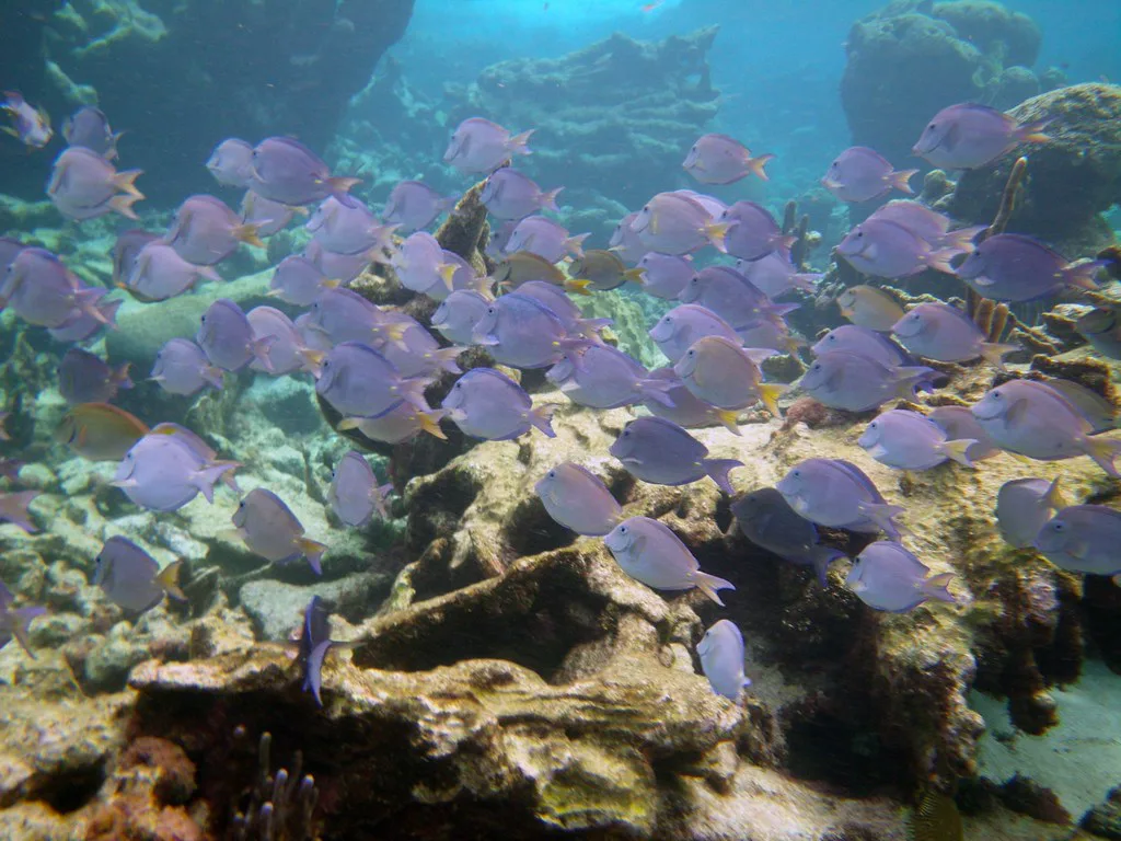 Snorkeling at Buck Island, St Croix