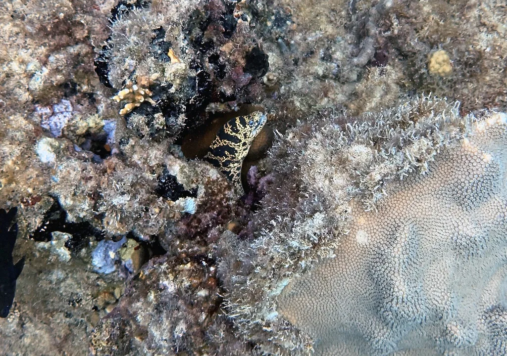 Echidna catenata (chain moray eel) (St. Thomas, Virgin Islands)