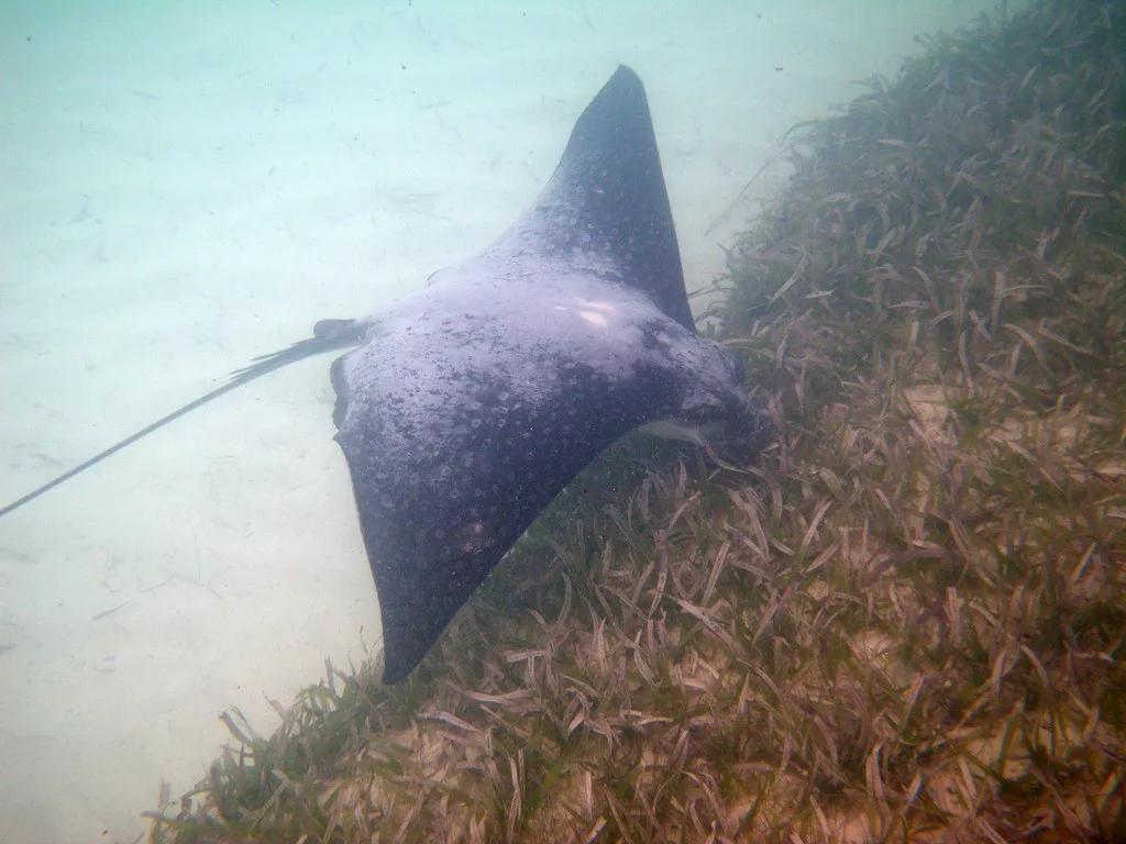 Snorkeling At Sapphire Beach, St Thomas