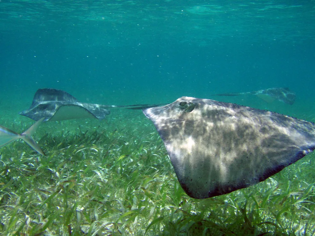 Stingray on the sand