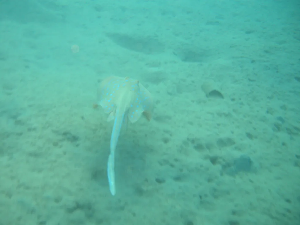 Blue-spotted stingray