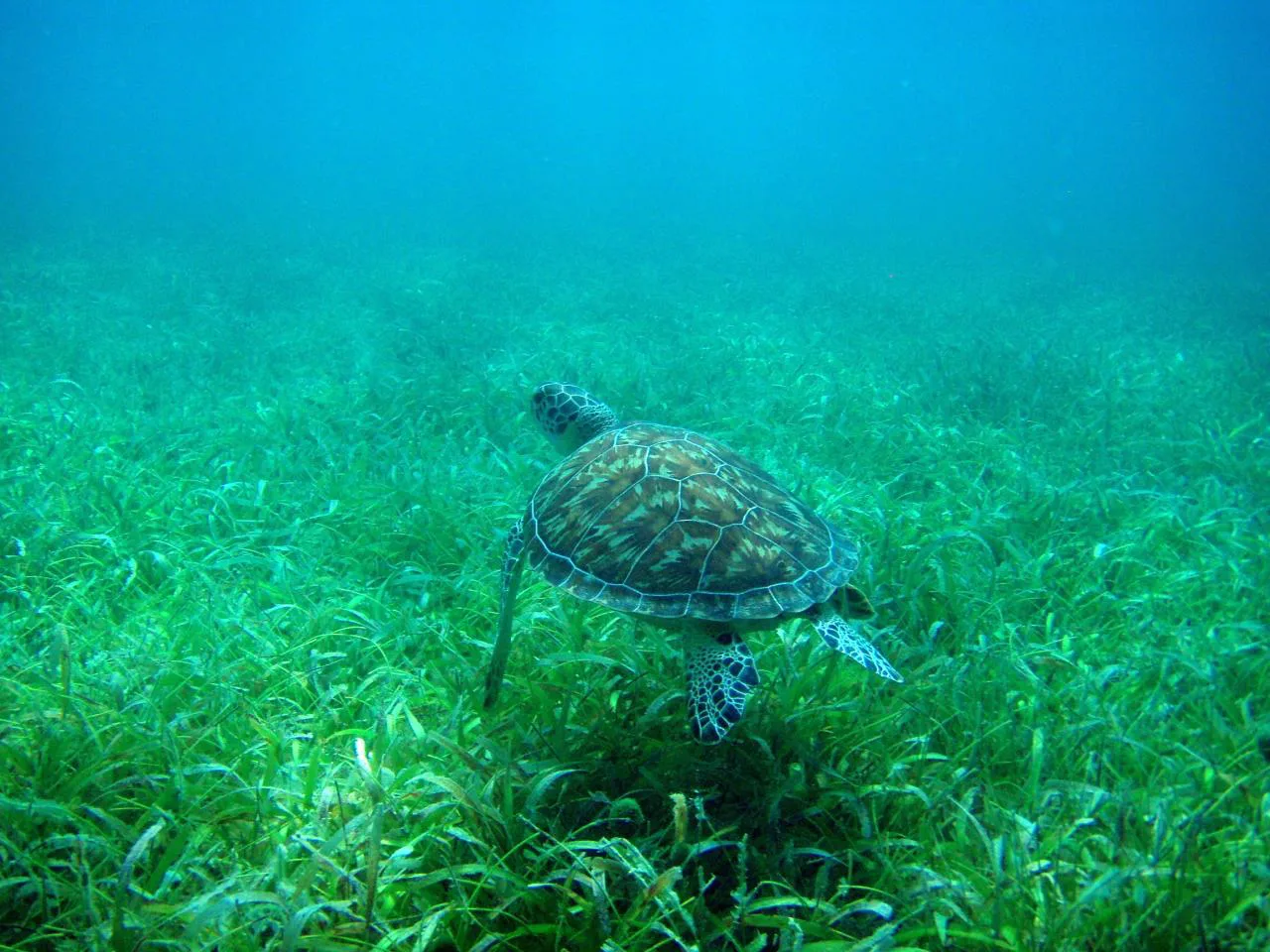 Turtle at Tamarindo Beach, Culebra, Puerto Rico