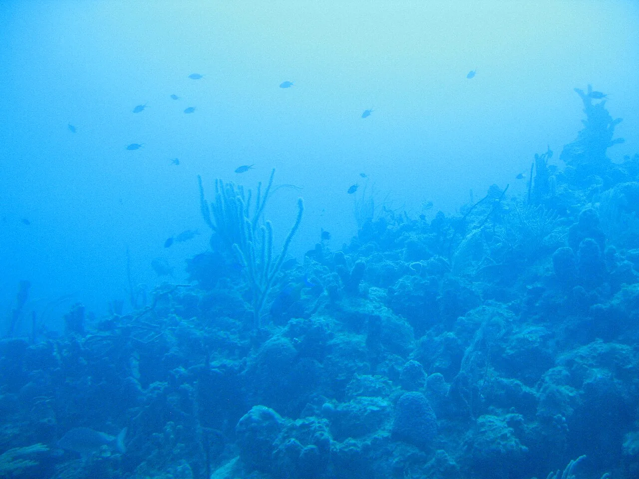 Fish over the reef while snorkeling at Treasure Point, Norman Island, British Virgin Islands