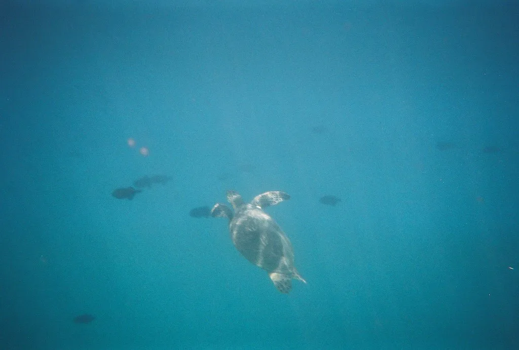 Snorkeling: Hawaiian Green Sea Turtle (Honu), Oahu
