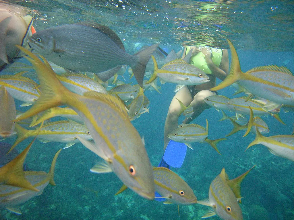 Yellowtail snapper around a snorkeler, Bahamas