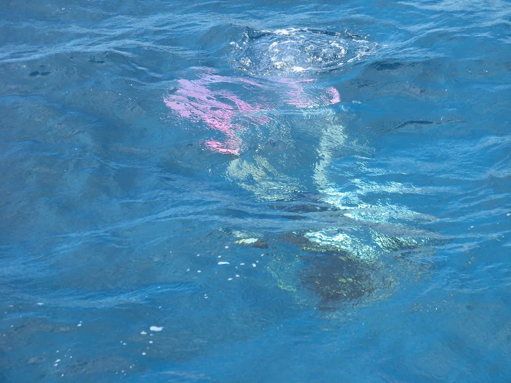 Dive #2 with the Woltmans @ The Indians, Tortola
