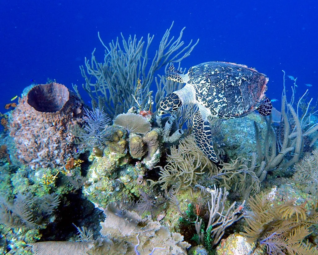 Hawksbill Sea Turtle 30 - Blackbird Caye - Belize