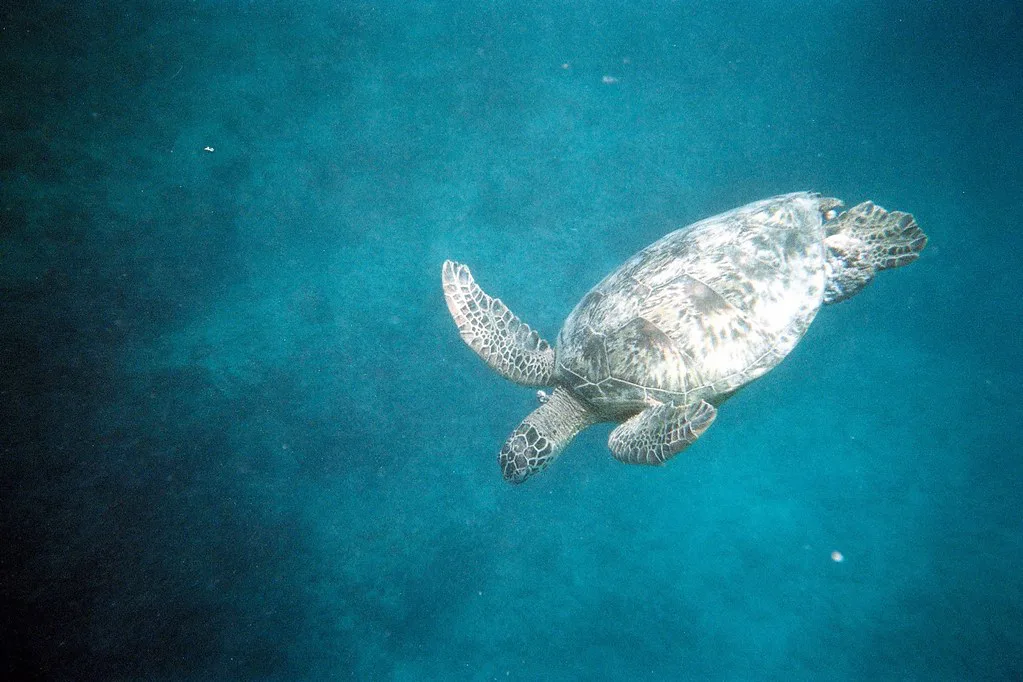 Sea Turtle, Oahu