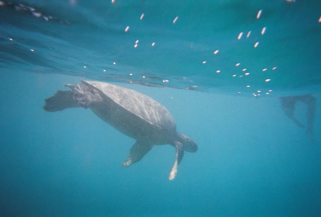 Snorkeling: Hawaiian Green Sea Turtle (Honu), Oahu