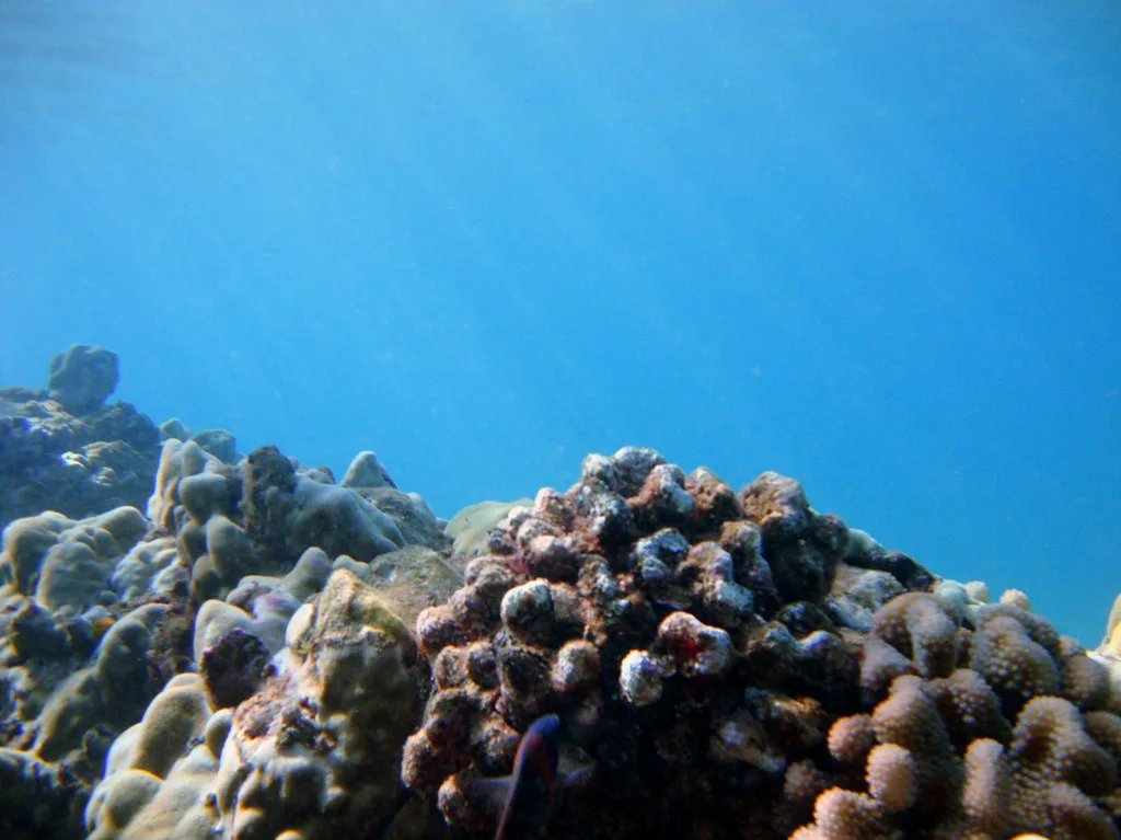 Coral heads in clear water off Maui, Hawaii