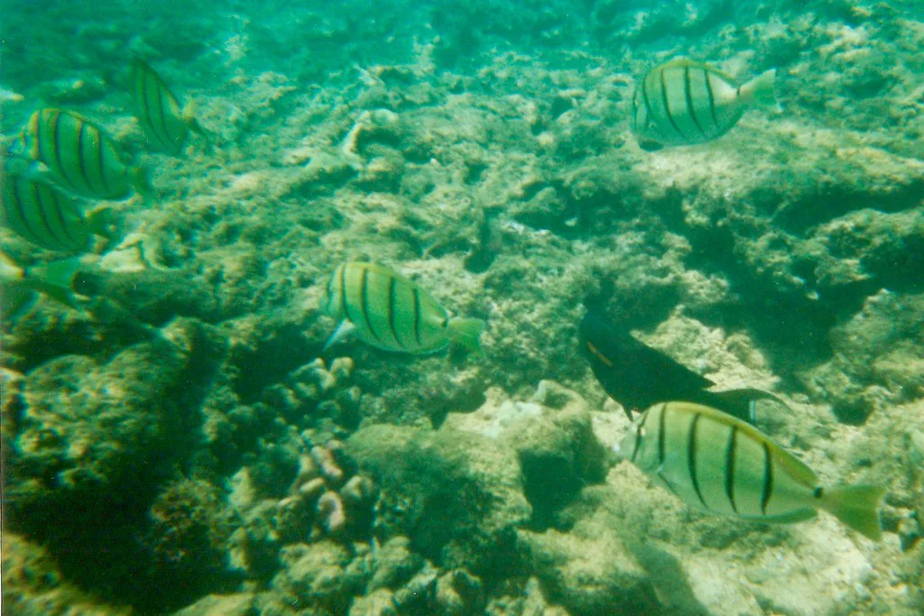 Convict tangs at Honolua Bay, Maui