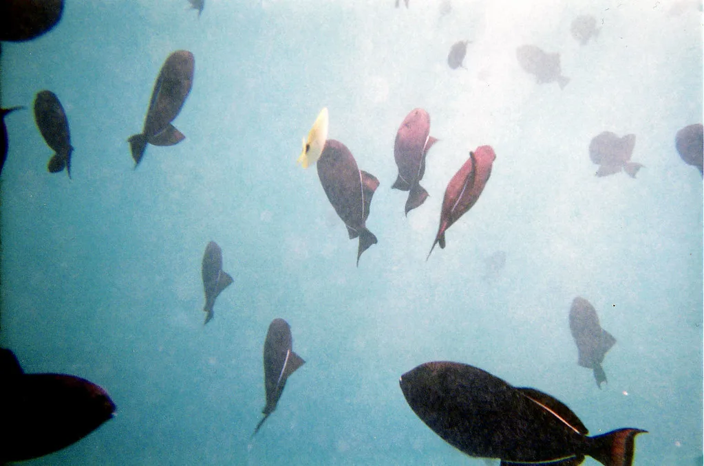 Underwater - snorkeling, Oahu