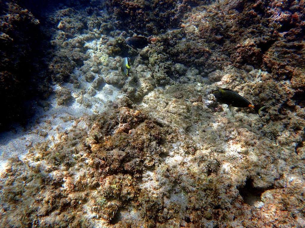 Sea Floor, Oahu