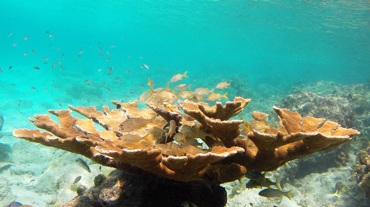 Snorkeling Bari Reef, Bonaire