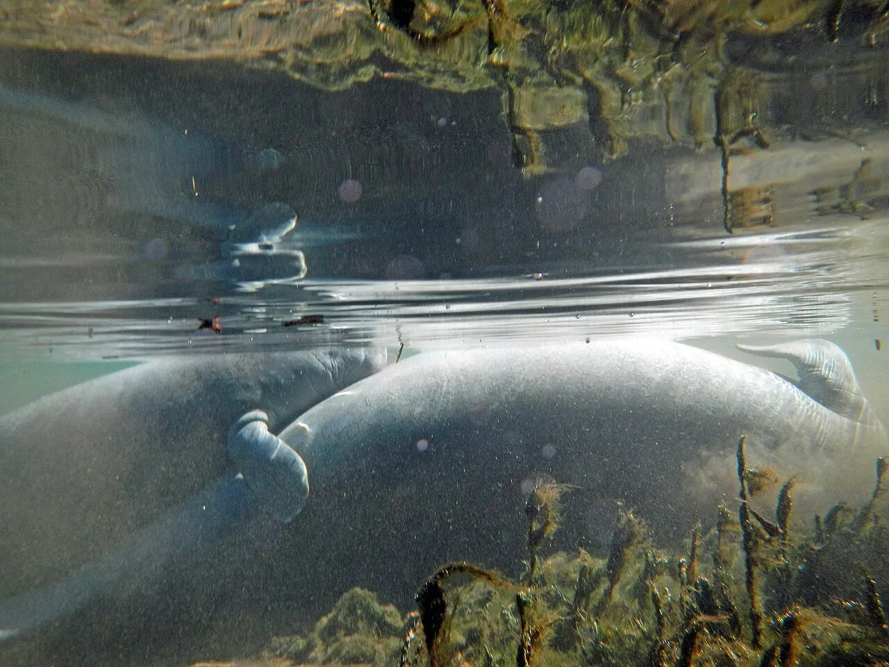 Manatee cow and calf underwater in Florida