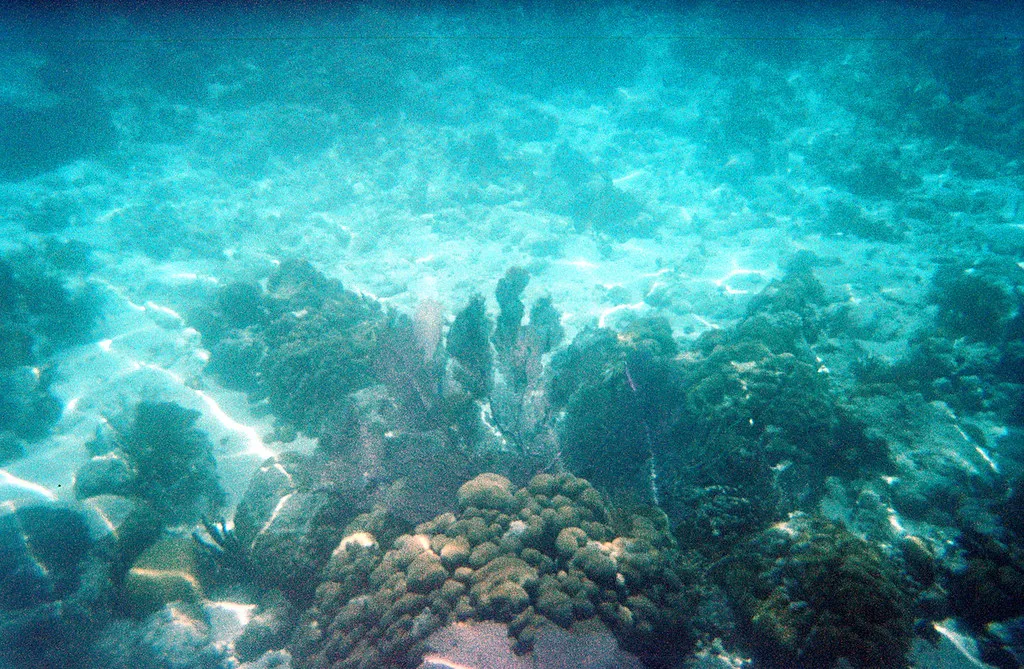 Seagrass and coral in shallow water