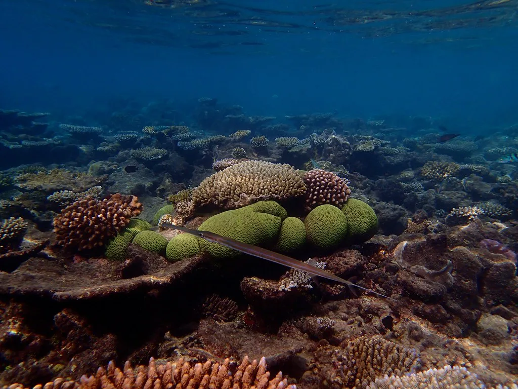 More bulbous green coral