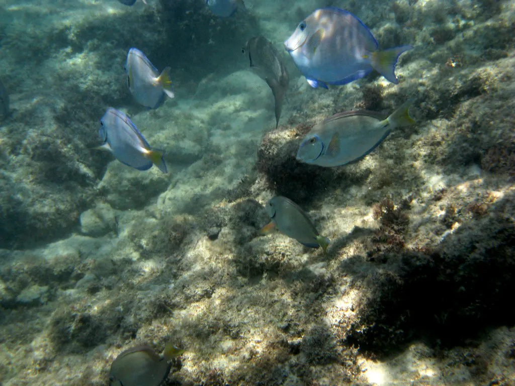 Snorkel, Playa del Carmen