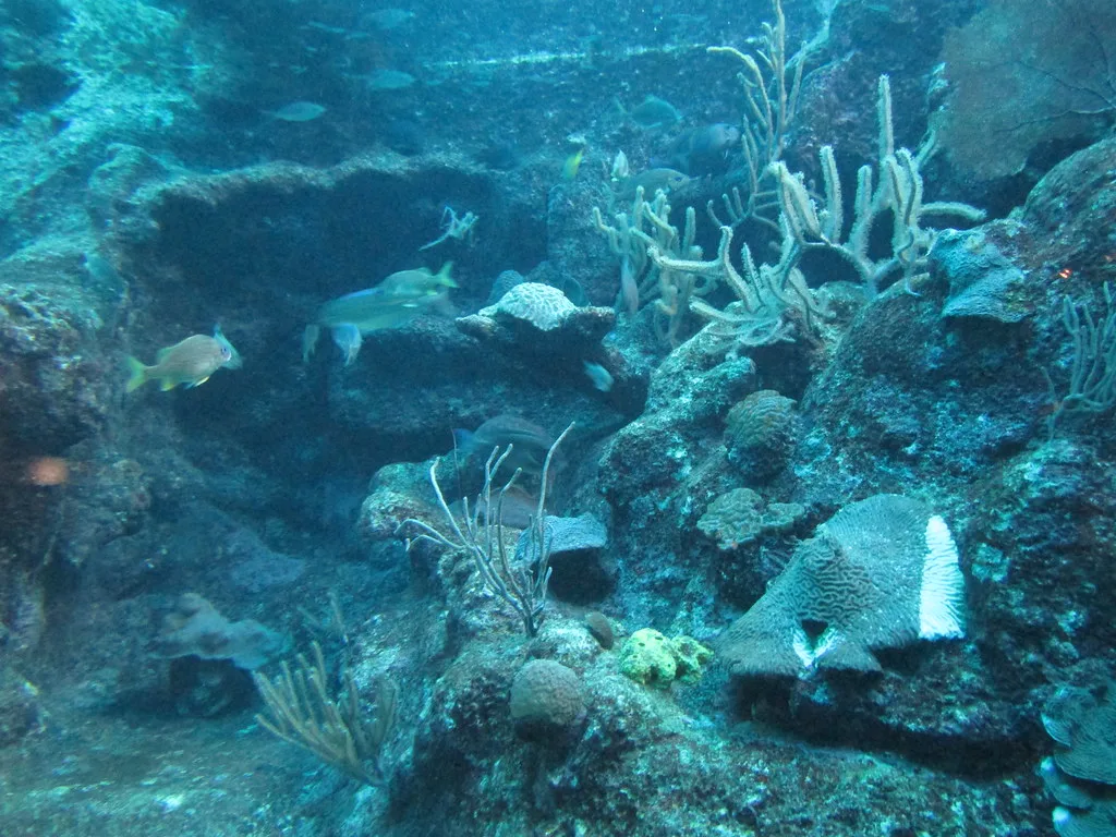 Life on the reef, Playa del Carmen
